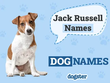 250+ Popular & Unique Jack Russell Terrier Names