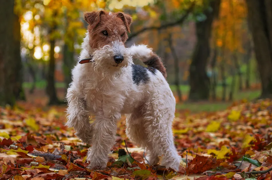 wire fox terrier dog in autumn forest