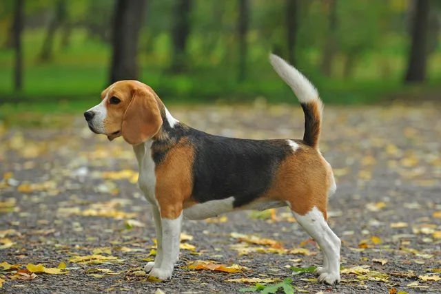 How Big Do Beagles Get? Vet-Verified Average Weight & Growth Chart