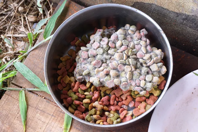 What Does Mold on Dog Food Look Like? Vet-Verified Facts & Prevention Tips
