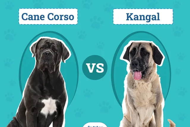 Cane Corso vs Kangal: The Differences (With Pictures)