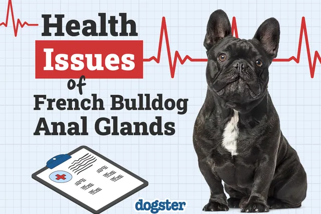 Common French Bulldog Anal Gland Health Issues Explained (Vet Answer)