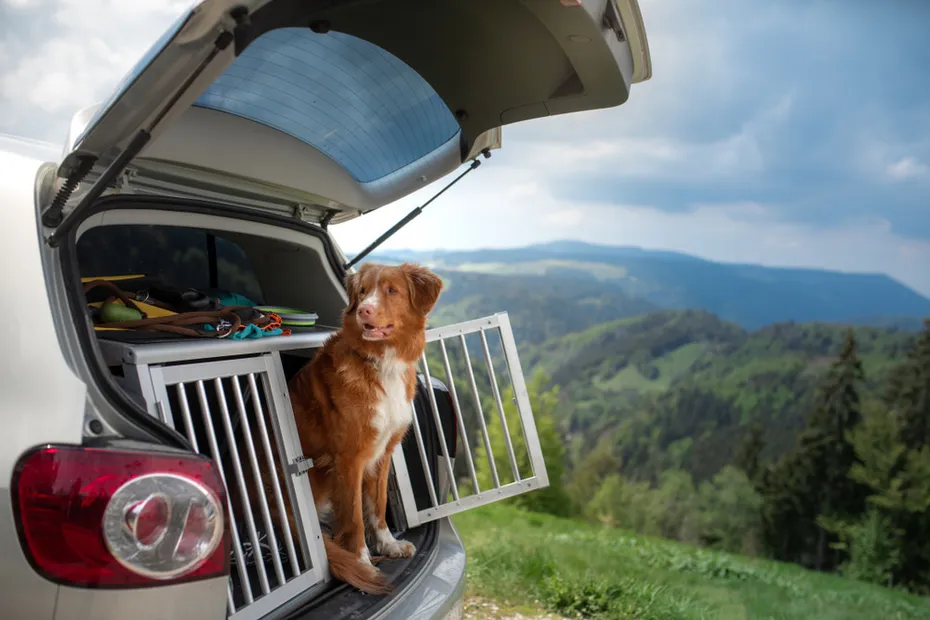 brown dog sitting on car trunk with dog cage open