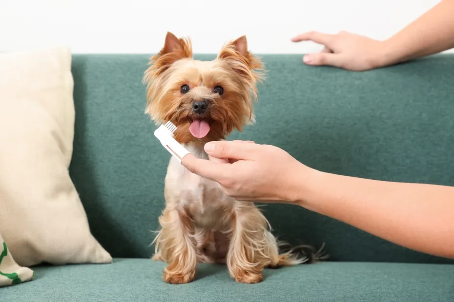 Man brushing dog's teeth on couch