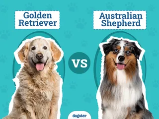 Golden Retriever vs Australian Shepherd: Pictures & Differences Explained