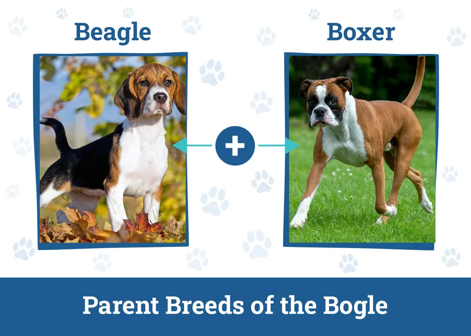 Parent Breeds of the Bogle