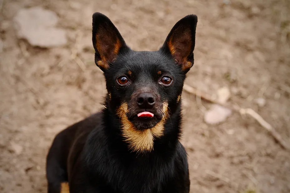 Lancashire heeler dog up close