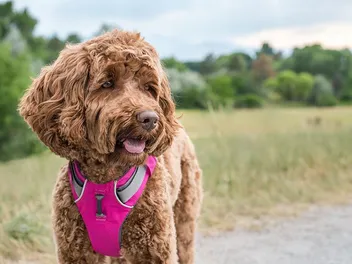 10 Dog Friendly Hiking Trails in Connecticut (2026 Guide)