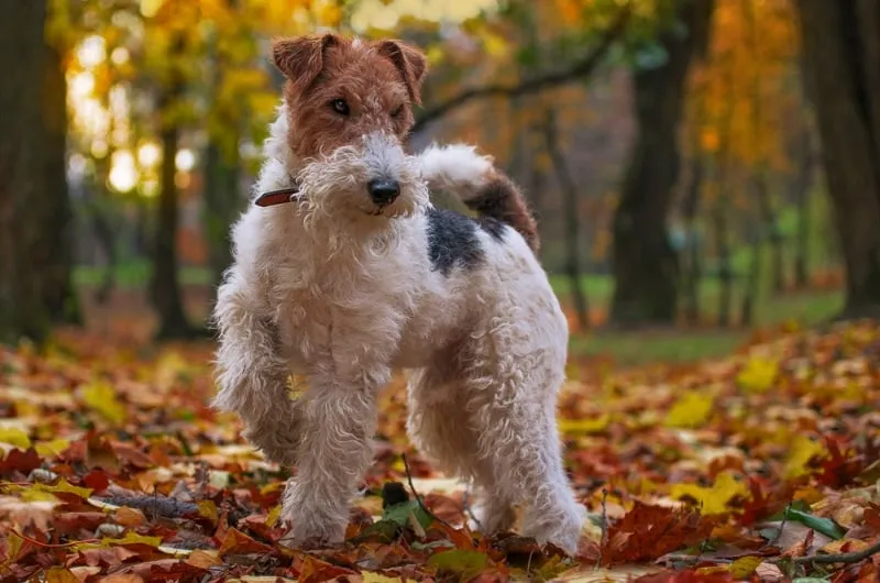 wire fox terrier dog in autumn forest