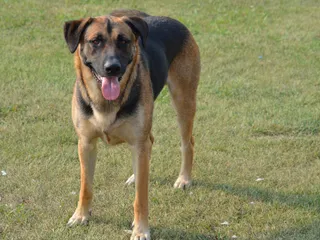 German Shepherd Lab Mix: Info, Pictures, Care & Traits