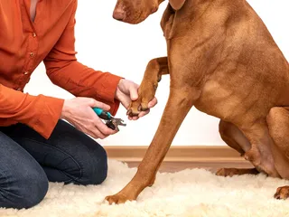 How To Cut an Uncooperative Dogs Nails: Vet-Approved Guide
