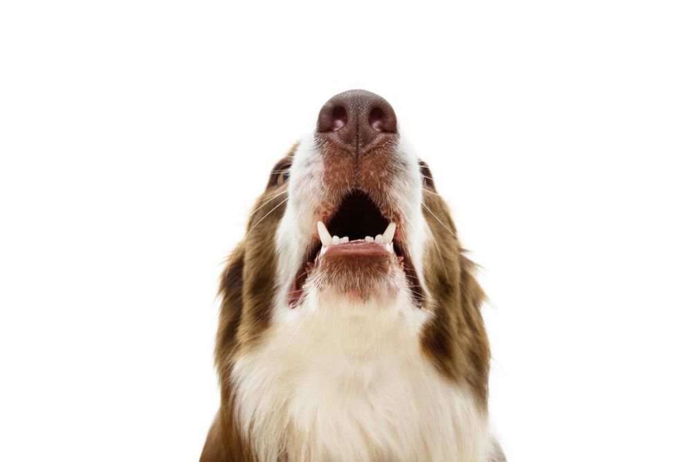 Dog teeth close up