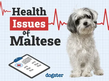 12 Common Health Problems in Maltese Dogs: Vet-Reviewed Illnesses & Diseases