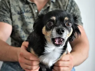 10 Dog Breeds Most Likely to Be Stolen (With Statistics)