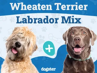 Wheatador (Wheaten Terrier Lab Mix): Info, Pictures, Temperament & More