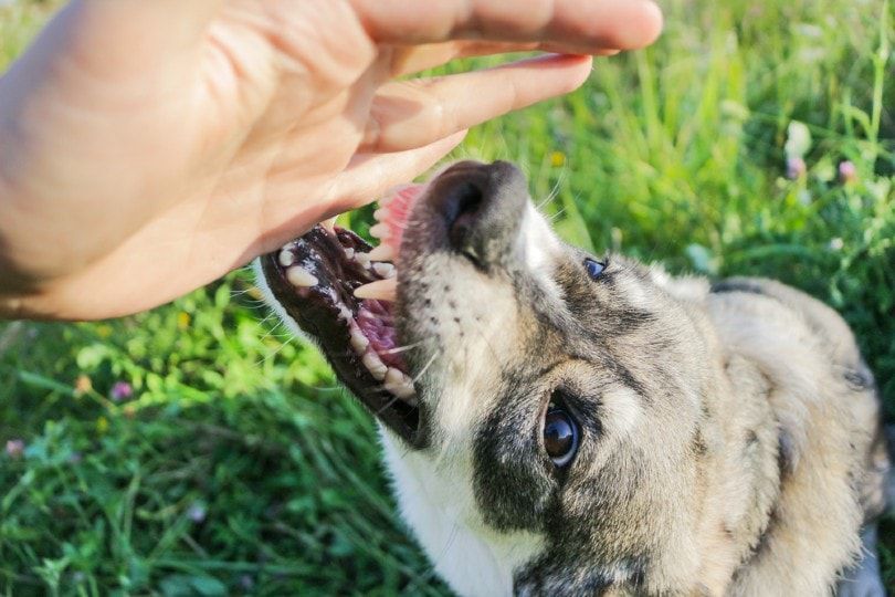 dog attacks a person