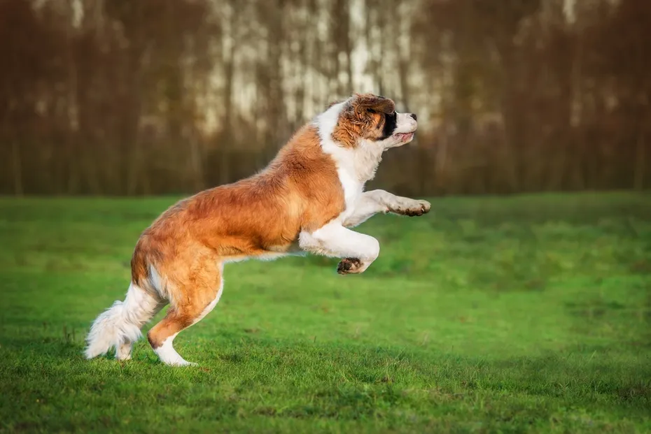 saint-bernard-jumping-in-meadow