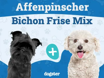 Affenchon Dog Breed: Info, Pictures, Care Guide & More