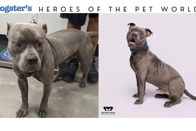 Giving Shelter Pets a Second Shot at Adoption - How One Photographer Is Changing Shelter Pets’ Lives
