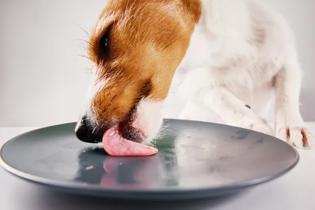 My Dog Is Licking the Plate, Should I Let Them? Vet-Reviewed Health Concerns