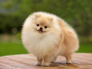 Top 15 Most Popular Toy Breed Dogs in 2026 (With Pictures)