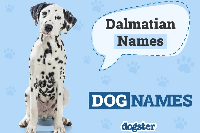 130+ Popular & Unique Dalmatian Names