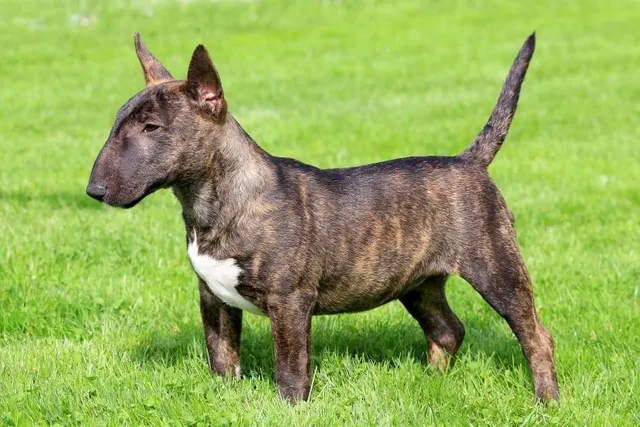 Miniature Bull Terrier Dog Breed: Info, Pictures, Traits & More