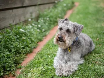 How Much Does a Schnoodle Cost? 2026 Price Guide