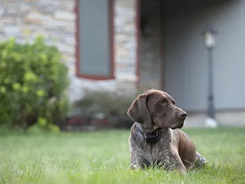 11 Fascinating German Shorthaired Pointer Facts For Dog Lovers