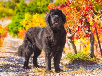 14 Newfoundland Dog Pros & Cons: What to Know Before You Get One