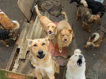 The 3-3-3 Rule for Dogs: What Are the Phases of Adoption? (Vet-Approved)