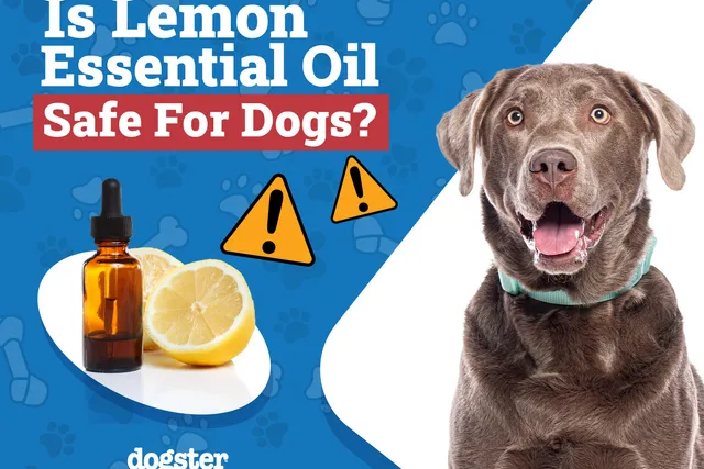 Is Lemon Essential Oil Safe for Dogs? Vet-Approved Health Facts