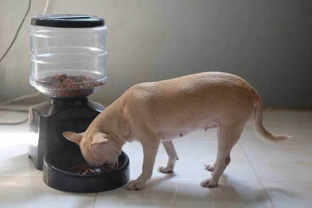 How Can Artificial Intelligence Help With Pet Care? The Interesting Answer
