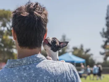 Are Boston Terriers Affectionate? Vet-Reviewed Breed Temperament & Preferences