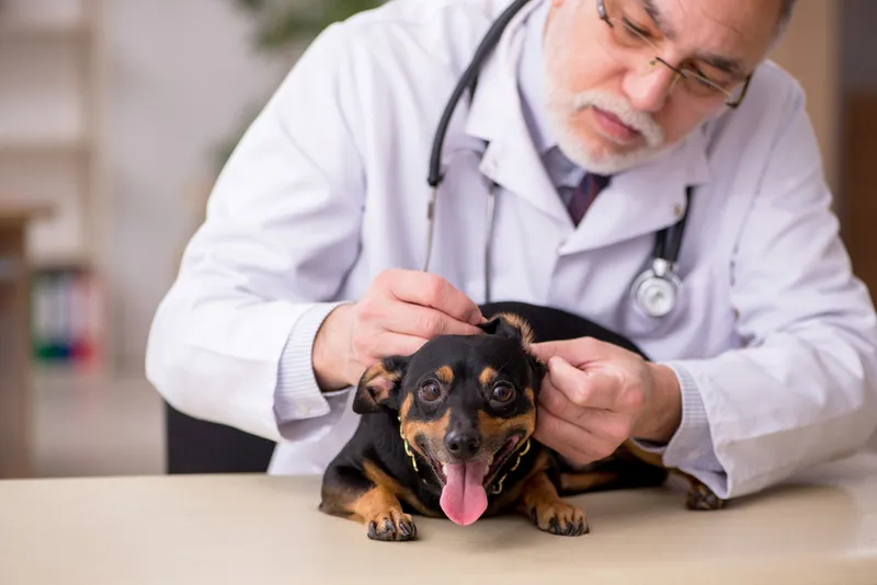 male vet examining dog