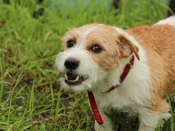 Fear Aggression in Dogs: Vet-Verified Signs, Triggers & Tips