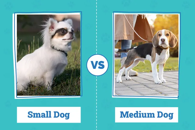 Small vs Medium Dog: The Main Differences Explained