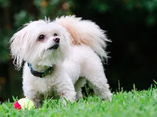 Malti-Poo (Maltese & Miniature Poodle Mix): Info, Pictures, Care & More