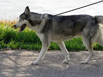 Do Huskies Make Good Service Dogs? Facts & FAQ