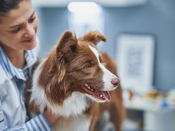 Cost to Spay or Neuter a Dog In Australia: 2026 Price Guide