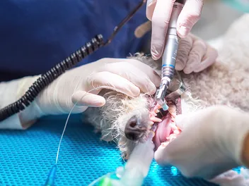 Do Dogs Really Need Anesthesia For a Teeth Cleaning?