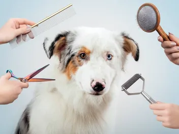 What Dog Breeds Should Not Be Shaved? Vet-Verified Facts & FAQ