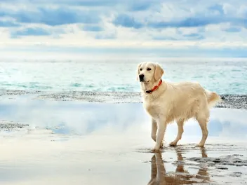 Can A Dog Get A Sunburn? Vet Approved Facts & Protection Tips