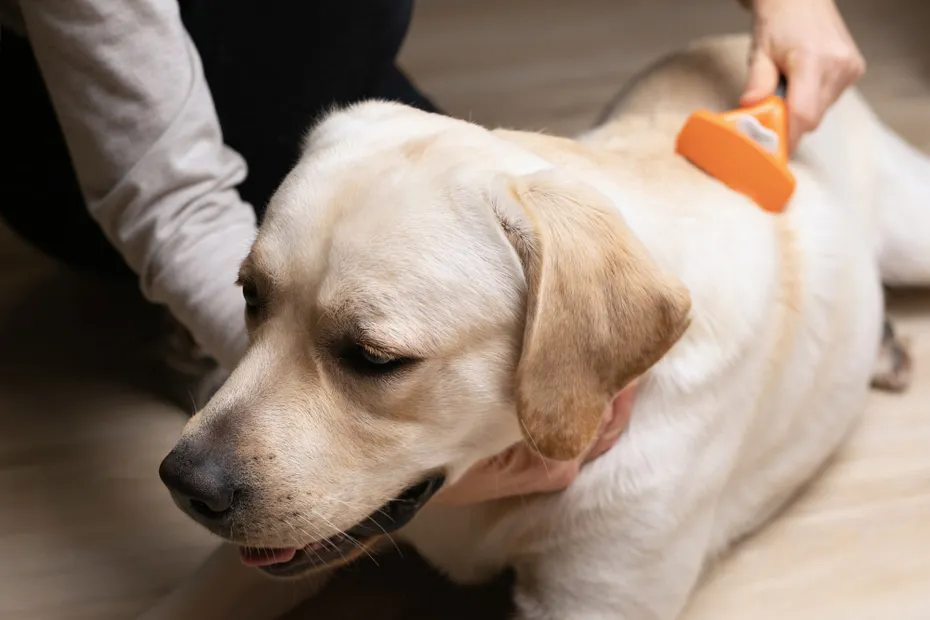 owner brushing the dog with rake type brush