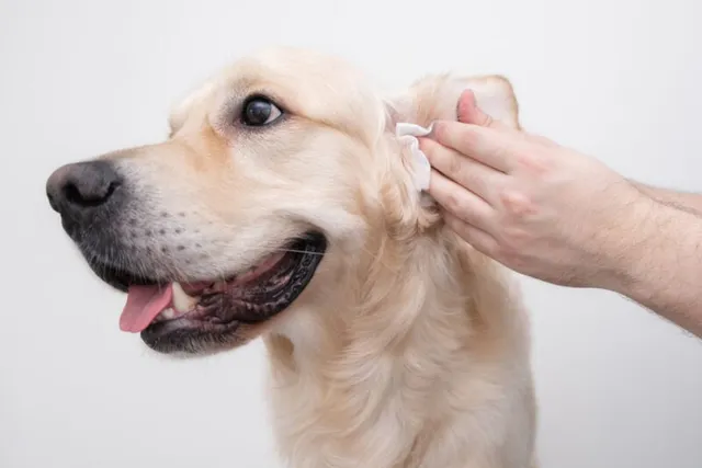 How to Clean a Golden Retriever’s Ears: Vet-Approved Step-by-Step Guide