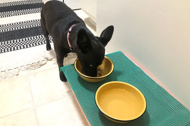 10 DIY Dog Bowl Stand Plans You Can Make Today (With Pictures)