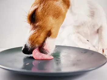 My Dog Is Licking the Plate, Should I Let Them? Vet-Reviewed Health Concerns
