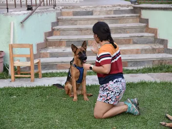 Dog Trick Training: 7 Vet-Verified Benefits for Pup & Human