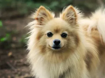 16 Pomeranian Colors & Patterns (With Pictures)