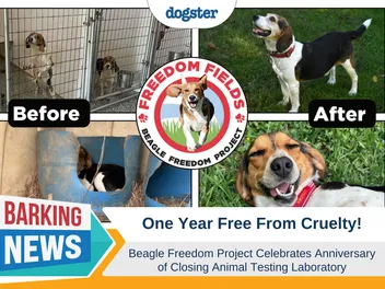 One Year Free From Cruelty: Beagle Freedom Project Celebrates Anniversary of Closing Animal Testing Laboratory